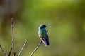 Stripe-tailed hummingbird, Eupherusa eximia, on a branch