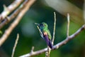 Stripe-tailed hummingbird, Eupherusa eximia, on a branch