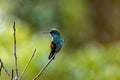 Stripe-tailed hummingbird, Eupherusa eximia, on a branch Royalty Free Stock Photo