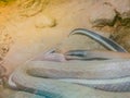 Stripe-tailed Racer, or Cave-dwelling Racer snake in the cave. It's also known as Cave Dweller, Cave Dwelling Snake, Cave Racer,