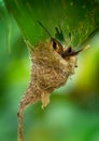 Stripe-throated hermit Phaethornis striigularis species of hummingbird from Central America and South America, fairly common