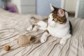 A striped adult cat lies on the bed and playing toy mouse.