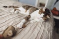 A striped adult cat lies on the bed and playing toy mouse.