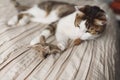 A striped adult cat lies on the bed and playing toy mouse.