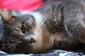 Striped adult cat lying on the bed