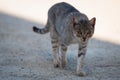 A striped adult cat walks on the pavement