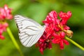 The Striped Albatross butterfly (Appias libythea olferna) eating