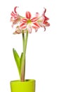 Striped amaryllis Royalty Free Stock Photo