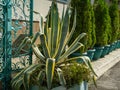 Striped American agave Agave americana - species of the agave genus, subfamily agave, asparagus family in cottage village