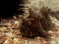 Striped anglerfish Royalty Free Stock Photo