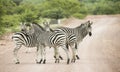 Zebras standing in dirt road