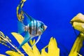 striped aquarium fish angelfish on a blue background with yellow-green algae close-up.