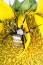Striped argiope spider Royalty Free Stock Photo