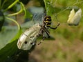 The striped argiope spider eats a butterfly caught in a web. The second butterfly is in the background. Royalty Free Stock Photo