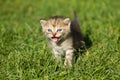 Striped baby kitten Royalty Free Stock Photo