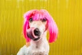 Striped background. dog is licked waiting for a tasty treat. Food and snacks for a hungry dog. Funny pink wig. Lovely