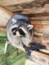 Striped bandit, grapes, racoons