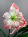 Striped Barbados lily flower with white and pink petals Royalty Free Stock Photo