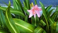 The striped barbados lily (Hippeastrum striatum) flower