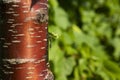 Striped bark of red cherry tree trunk on blurred summer background of green nature. Bark of prunus rufa, Prunus Serrula Royalty Free Stock Photo