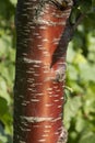 Striped bark of red cherry tree trunk on blurred summer background of green nature. Bark of prunus rufa, Prunus Serrula Royalty Free Stock Photo