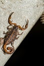 Striped Bark Scorpion - Centruoides vittatus