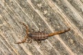 Striped Bark Scorpion - Centruroides vittatus