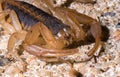 Striped Bark Scorpion