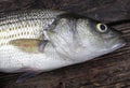Striped Bass Royalty Free Stock Photo