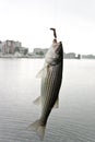 Striped bass