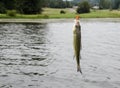 Striped bass fish caught on the line Royalty Free Stock Photo