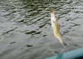 Striped bass fish caught on the line Royalty Free Stock Photo