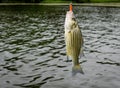 Striped bass fish caught on the line Royalty Free Stock Photo