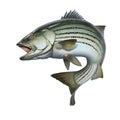 Striped bass jumping out of the water illustration isolate realism. Royalty Free Stock Photo