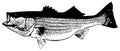 Striped bass striper fish fishing on white background Royalty Free Stock Photo
