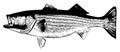 Striped bass striper fish fishing on white background