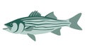Striped bass, vector illustration ,flat style Royalty Free Stock Photo