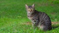 Striped beautiful cat sits on the grass, look at the camera