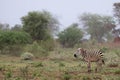 Striped Beauty: Zebra Standing Proud on the Kenyan Tsavo East Savannah Royalty Free Stock Photo