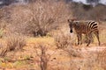 Striped Beauty: Zebra Standing Proud on the Kenyan Tsavo East Savannah Royalty Free Stock Photo