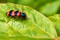 A striped beetle on the green foliage in the forest