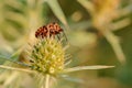 Striped beetle rests on thistle - closeup