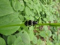 A striped beetle sitting on a leaf