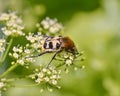 Striped beetle