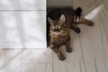Striped black-brown cat with green eyes and striped paws lies and basks in the sun on the white floor in a white room in the