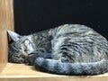 Striped Black and white pet cat sleeping