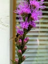 Striped black and yellow hover fly on the purple flower