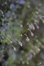 Striped Bladderwort