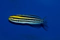 Striped Blenny Royalty Free Stock Photo