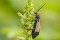 Striped blister beetles Royalty Free Stock Photo